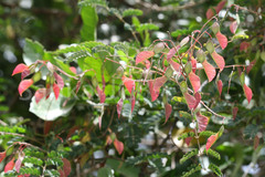 Pterolobium hexapetalum